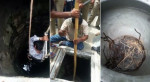 Кобру с 23-мя детёнышами, на протяжении суток вытаскивали из колодца в Индии (Видео)