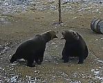 Медведица не позволила упрямому самцу приблизиться к своему детёнышу