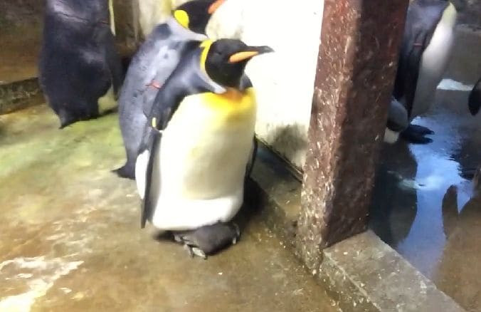 Пингвины-самцы похитили птенца у нерадивых соплеменников в датском зоопарке (Видео)