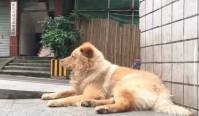 Преданный пёс, по 12 часов дожидающийся своего хозяина на вокзале, стал национальным героем в Китае 1