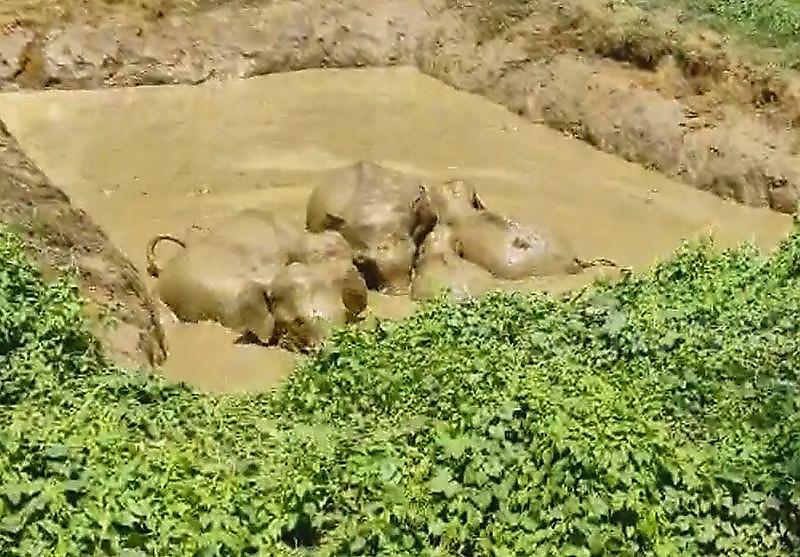 Слоны не бросили своего детёныша и присоединились к нему, оказавшись в водном плену ▶