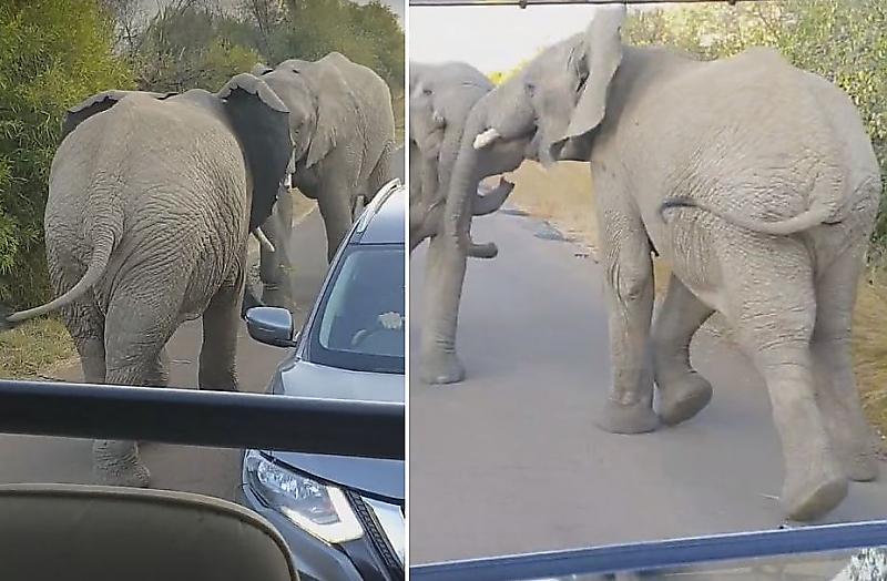 Автомобили с туристами оказались в зоне разборки двух слонов в ЮАР ▶