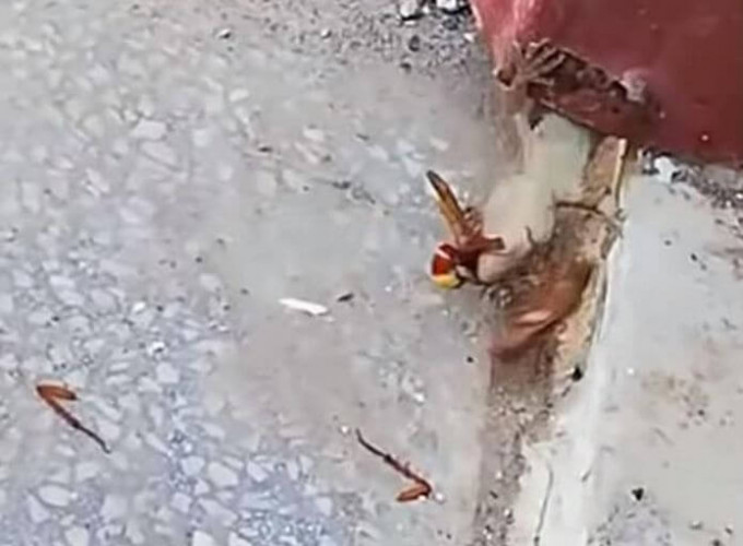 Ящерица прервала эпичный бой осы и таракана (Видео)