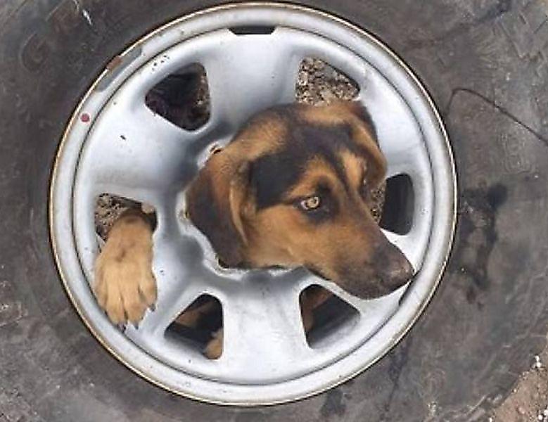 Глупый пёс, исследуя чилийскую помойку, застрял в автомобильной запаске ▶