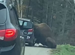 Голодный бизон застрял головой в окне автомобиля и попал на камеру в канадском заповеднике