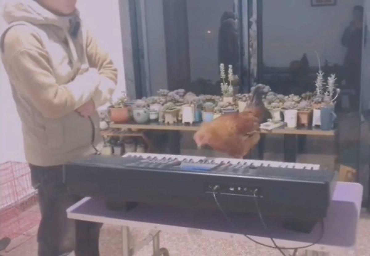 Китаец обучил петуха игре на электронном пианино