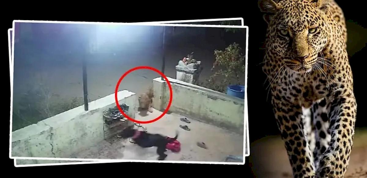 Кровожадный леопард лишил питомца индийское семейство и попал на видеокамеру