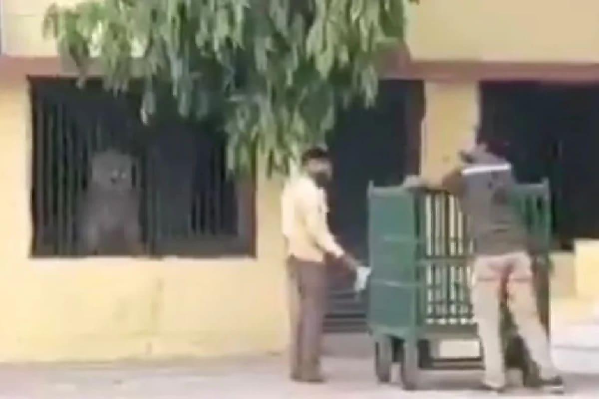 Лев, уходя от погони спасателей, спрятался в здании индийской школы
