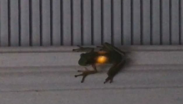 Лягушка, съевшая светлячка, стала уязвимой для хищников в США (Видео)