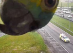 Попугай, устроивший игру в «прятки», попал на видеокамеру дорожного наблюдения в Бразилии
