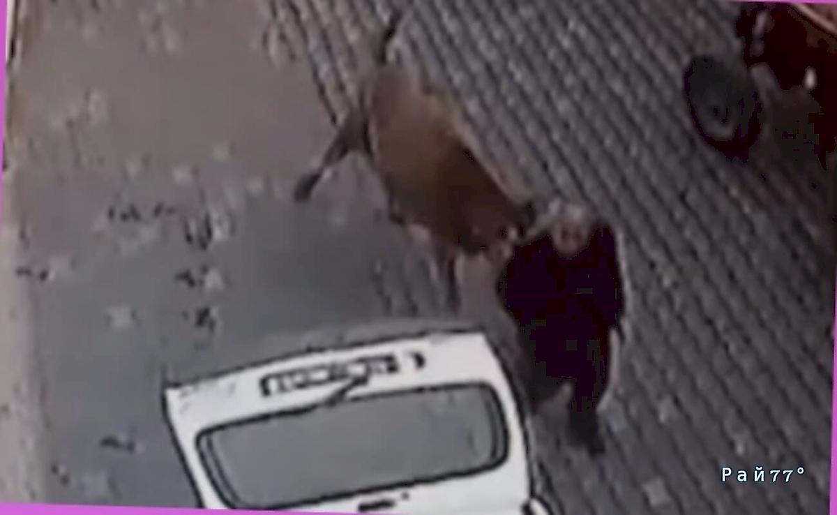 Сбежавшая корова устроила переполох на складе в Турции ▶️