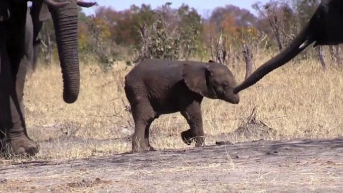 Слонёнка без хобота, обнаружили туристы в африканском заповеднике (Видео)