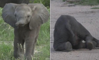 Слонёнок устал отгонять от стада туристку, что уснул на дороге ▶