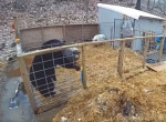 Свиньи прогнали косолапого хищника, проникшего к ним в загон
