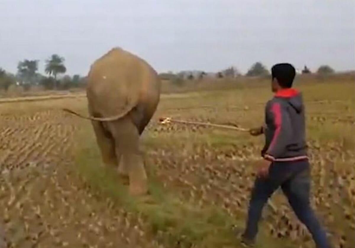 Толпа местных жителей несколько часов изгоняла голодного слона со своих угодий