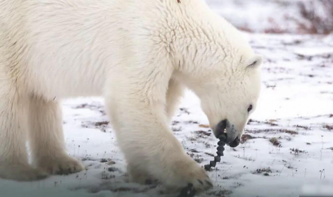 Белый медведь не смог пройти мимо камеры, снимающей его (Видео)