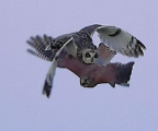 Британский фотограф стал свидетелем воздушного боя за добычу между совой и соколом 2