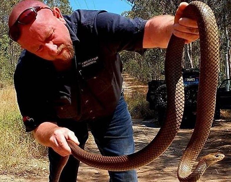 Ядовитая змея показала свой свирепый нрав австралийскому спасателю ▶