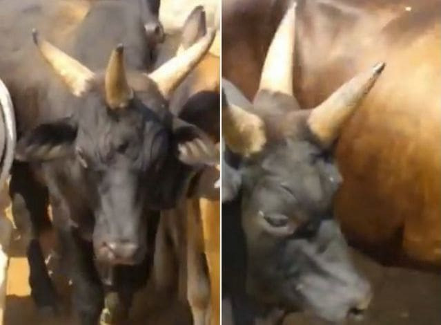 Корова с тремя рогами была замечена на ферме в Бразилии (Видео)