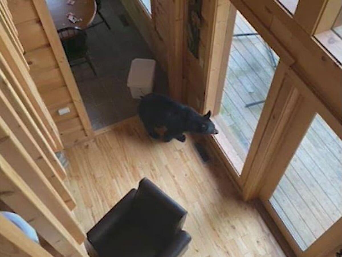 Медведь обворовал американское жилище, пока его подельники «контролировали ситуацию» снаружи