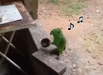 Музицирующий попугай исполнил забавную песню и прославился в сети - видео