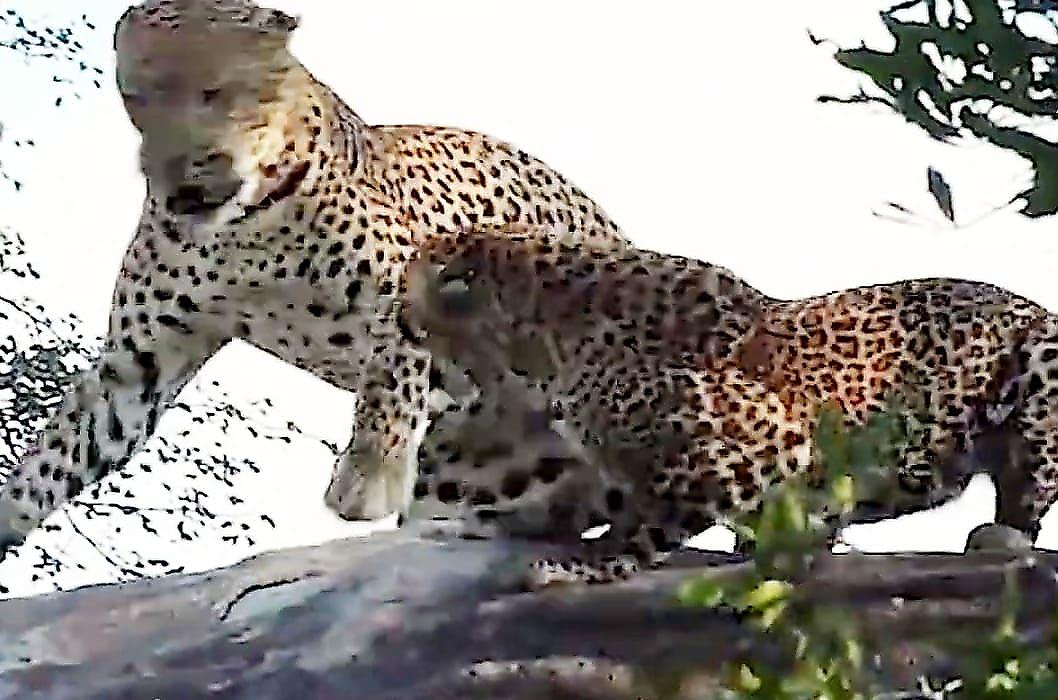 Непростые любовные взаимоотношения леопардов попали на видео в ЮАР