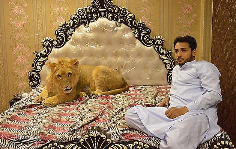 Пакистанец завёл льва в качестве домашнего кота ▶