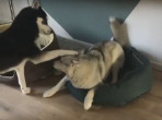 Собака необычным способом попыталась привлечь к игре своего друга в Голландии (Видео)