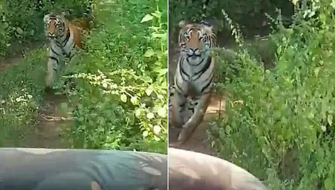 Туристы получили долгожданную встречу с тигром и еле убежали от него (Видео)