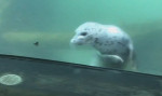 Тюлень, гоняющийся за бабочкой, был запечатлён в зоопарке Орегона (Видео)