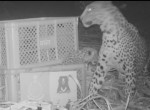 Индийские зоологи вернули детёныша самке леопарда