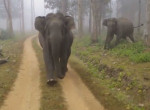 Агрессивные слоны устроили погоню за машиной с туристами в Индии
