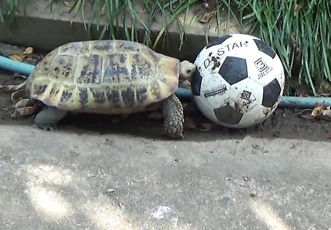 Черепаха-футболист проживает в Таиланде (Видео)