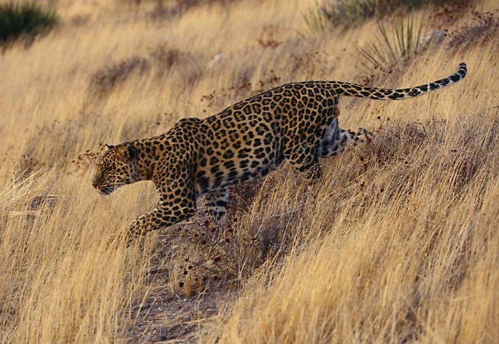 Леопард потряс воображение туристов, в прыжке поймав антилопу