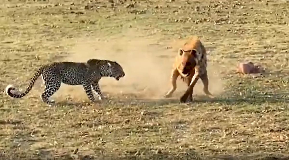 Леопард с детёнышем отбили добычу у гиены и попали на видео в Замбии