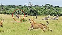 Львиный прайд организовал засаду на зебру на глазах у туристов в ЮАР