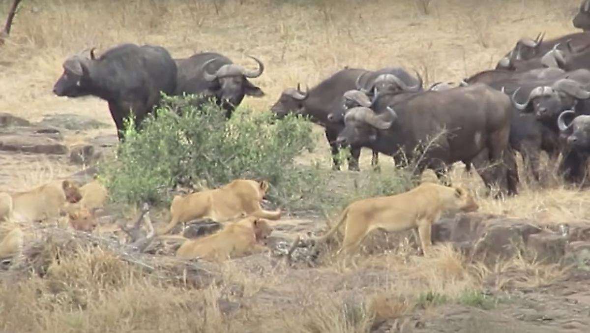 Противостояние львов и буйволов за бородавочника попало на видео в ЮАР