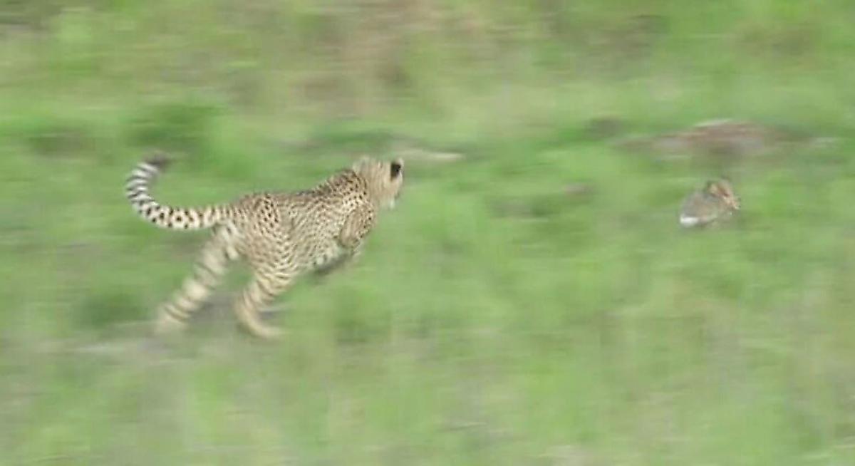 Шустрый гепард, поймавший зайца на обед, удивил туриста скоростью передвижения