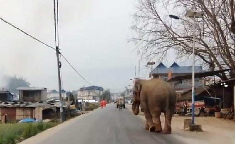 Слон, не нашедший подруги в китайском городе, спустя несколько дней вернулся обратно ▶