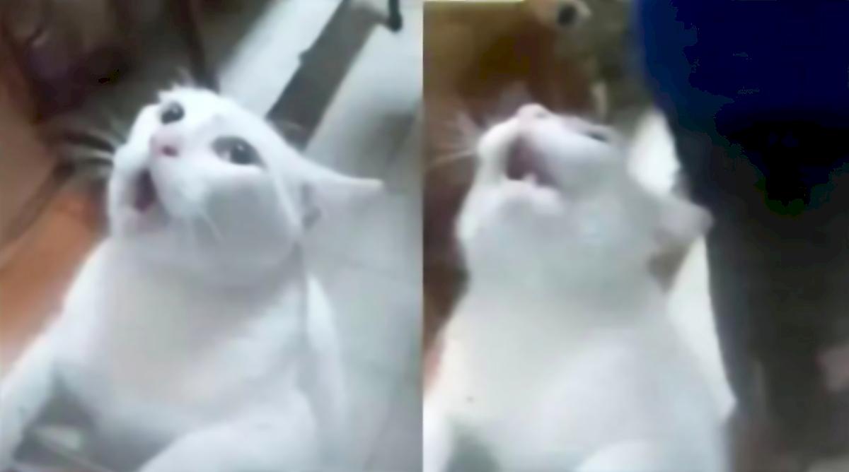 Спасите, помогите! Шокированный крысой кот прославился в сети - видео