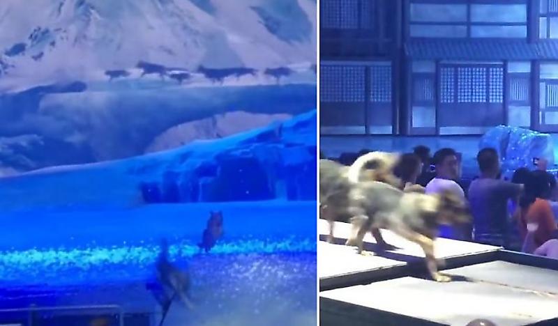 Театрализованная драма с участием собак и актёров, поразила воображение зрителей в Китае ▶