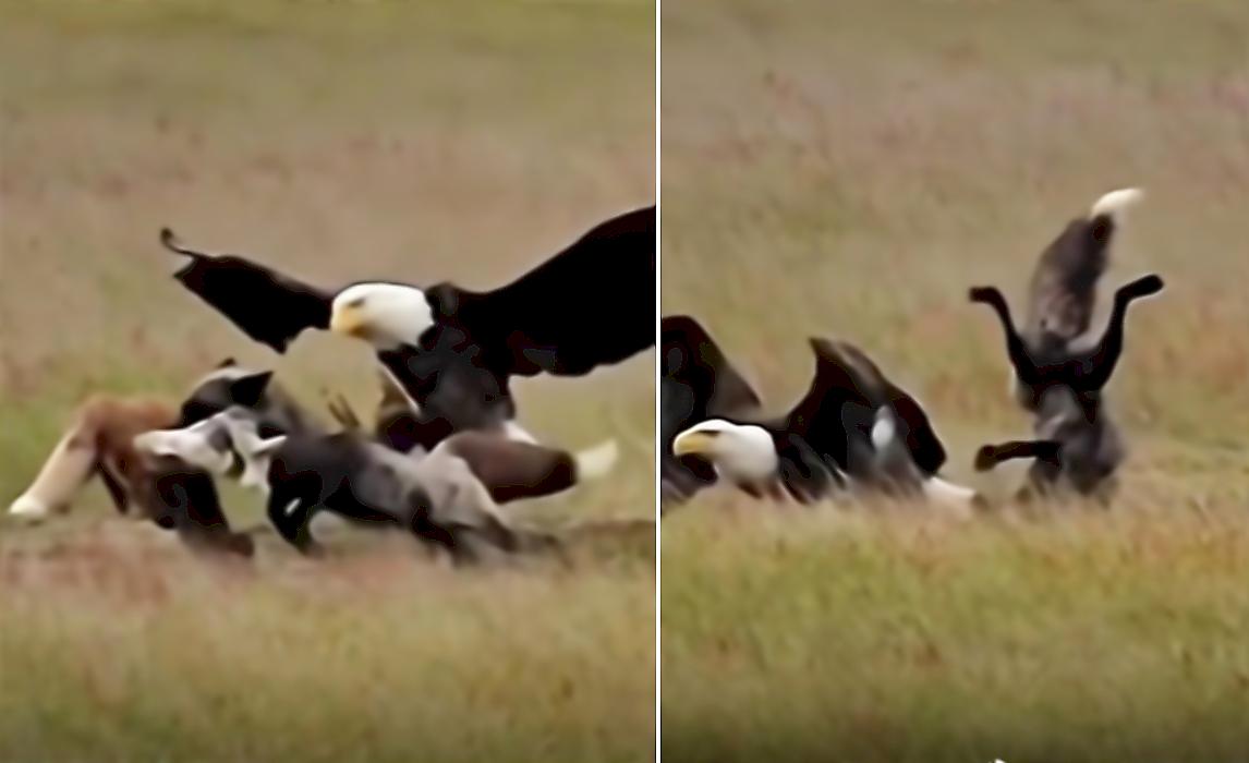 Захватывающее зрелище: орлан напал на лисицу и попытался отнять у неё зайца