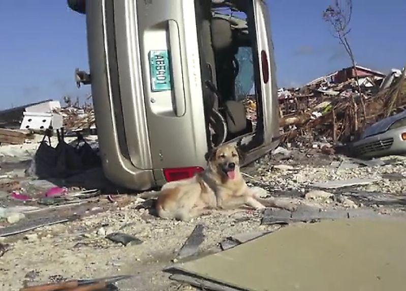 Зоозащитник спас собаку и запечатлел последствия урагана на Багамском острове ▶