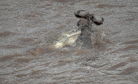 Африканская туристка сфотографировала бегство антилопы из пасти крокодила 3