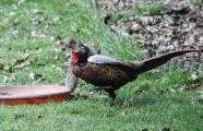 Агрессивная белка отбила еду у оленя и фазана на глазах у британского фотографа 0