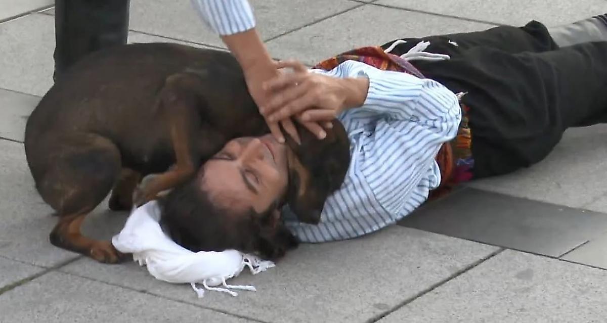Бродячая собака не смогла пройти мимо и бросилась на помощь лежащему на земле актёру - видео