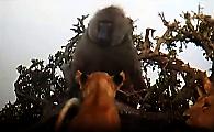 Грозный бабуин устроил погоню за львицами и попал на видео в Кении