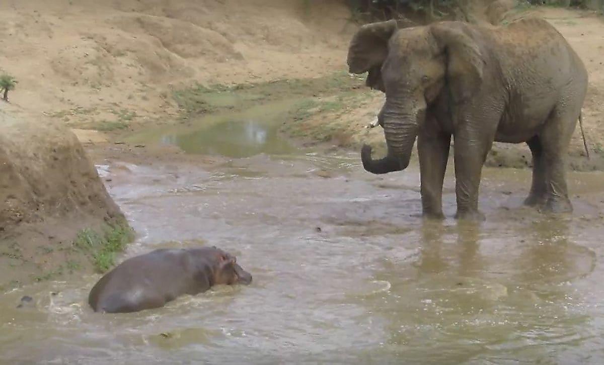 Грозный слон, зайдя в водоём, заставил переместиться самку бегемота с детёнышем