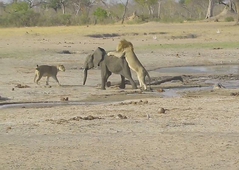 охота на львов в зимбабве