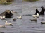 Медведь, не обращая внимания на наглых чаек, устроил рыбалку в водоёме - видео